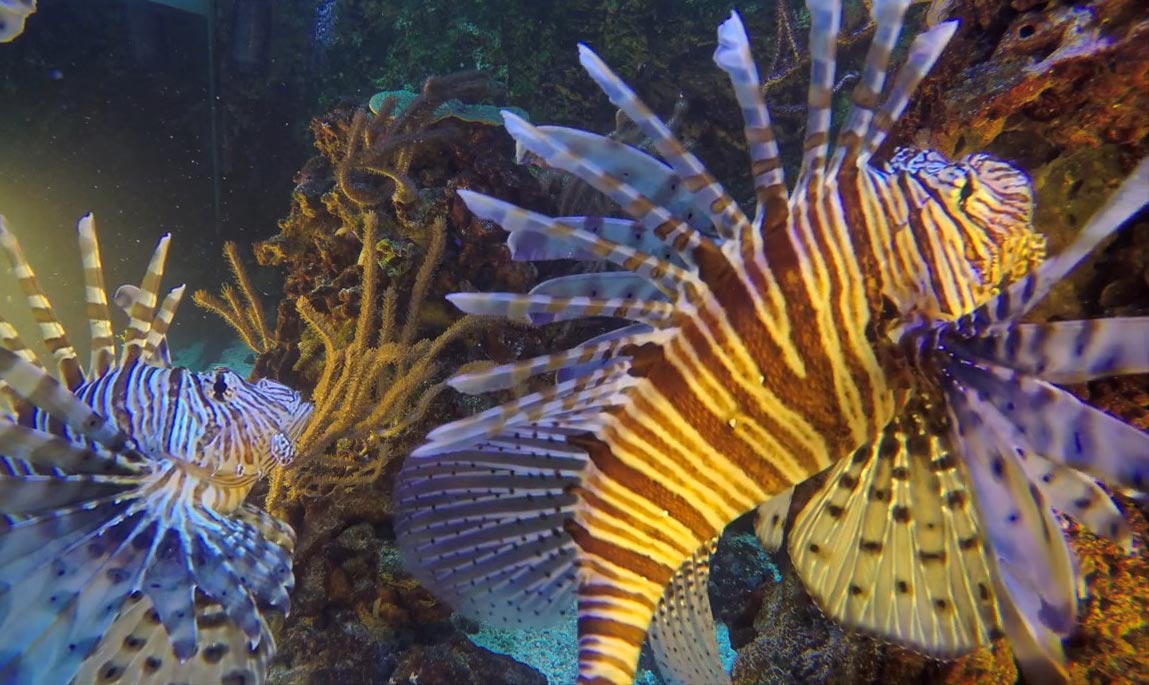 L'alimentation des poissons | Aquarium tropical