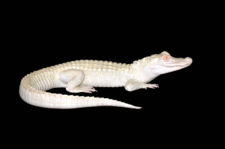 Alligator albinos | Aquarium tropical